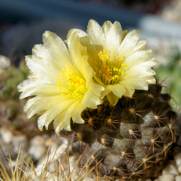Heirloom Copiapoa Flower Seeds, Non-GMO Rare Cactus Blooms for Drought-Tolerant Garden Planting for planting in home garden